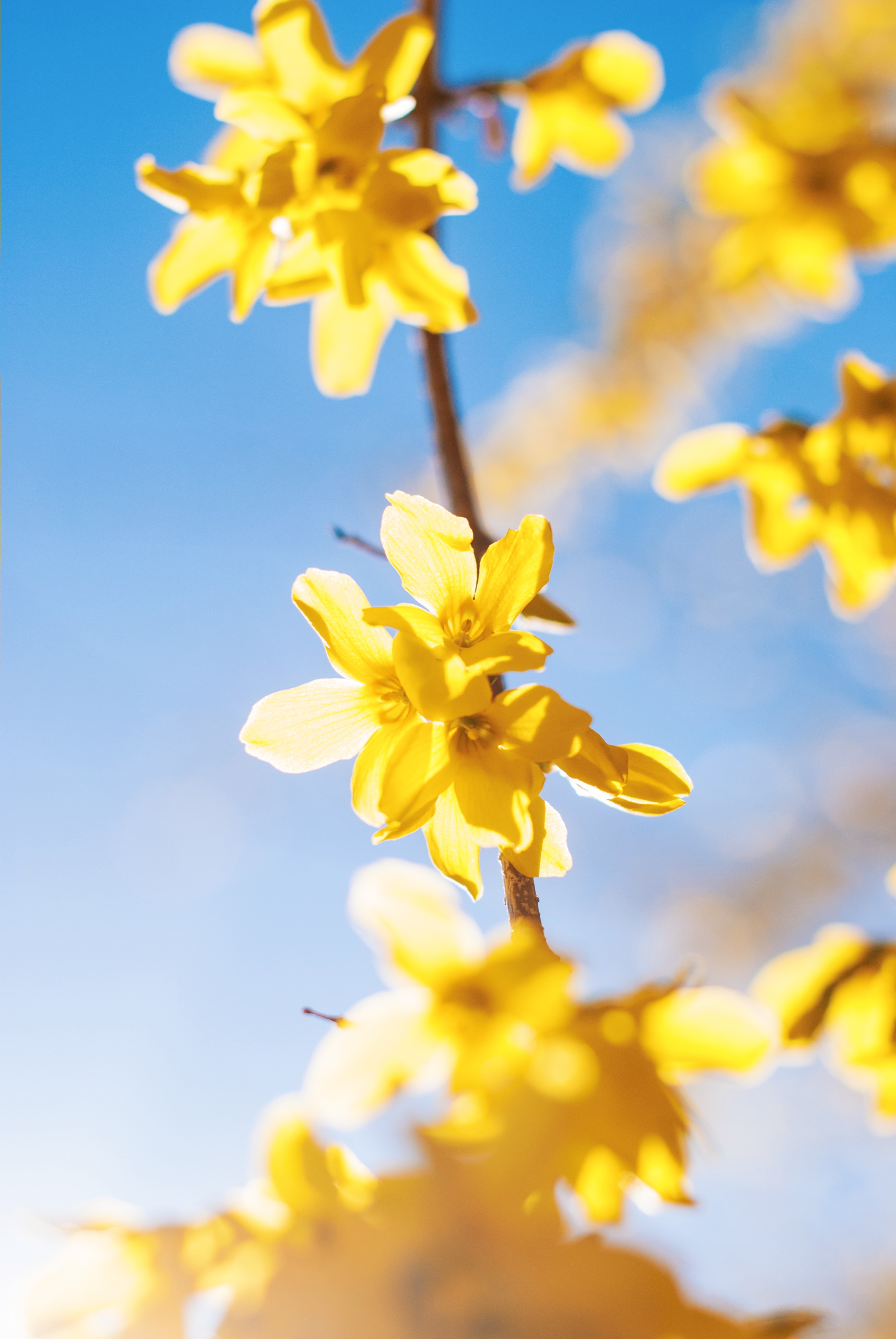 Forsythia Blossoms Are Coming Soon - Native Wildflowers Nursery