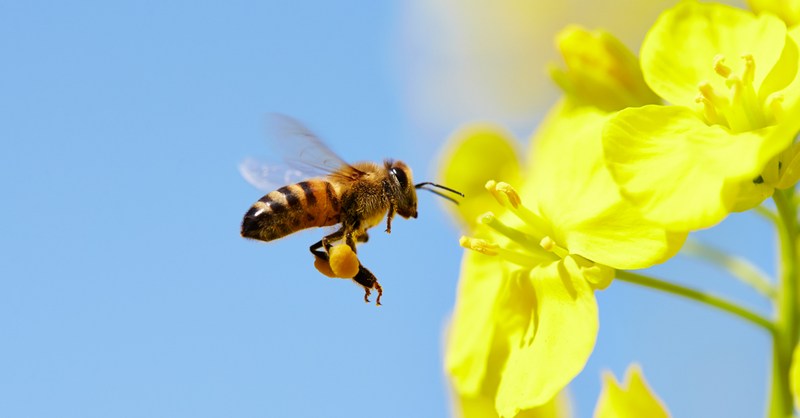 Bees Pollinate Flowers