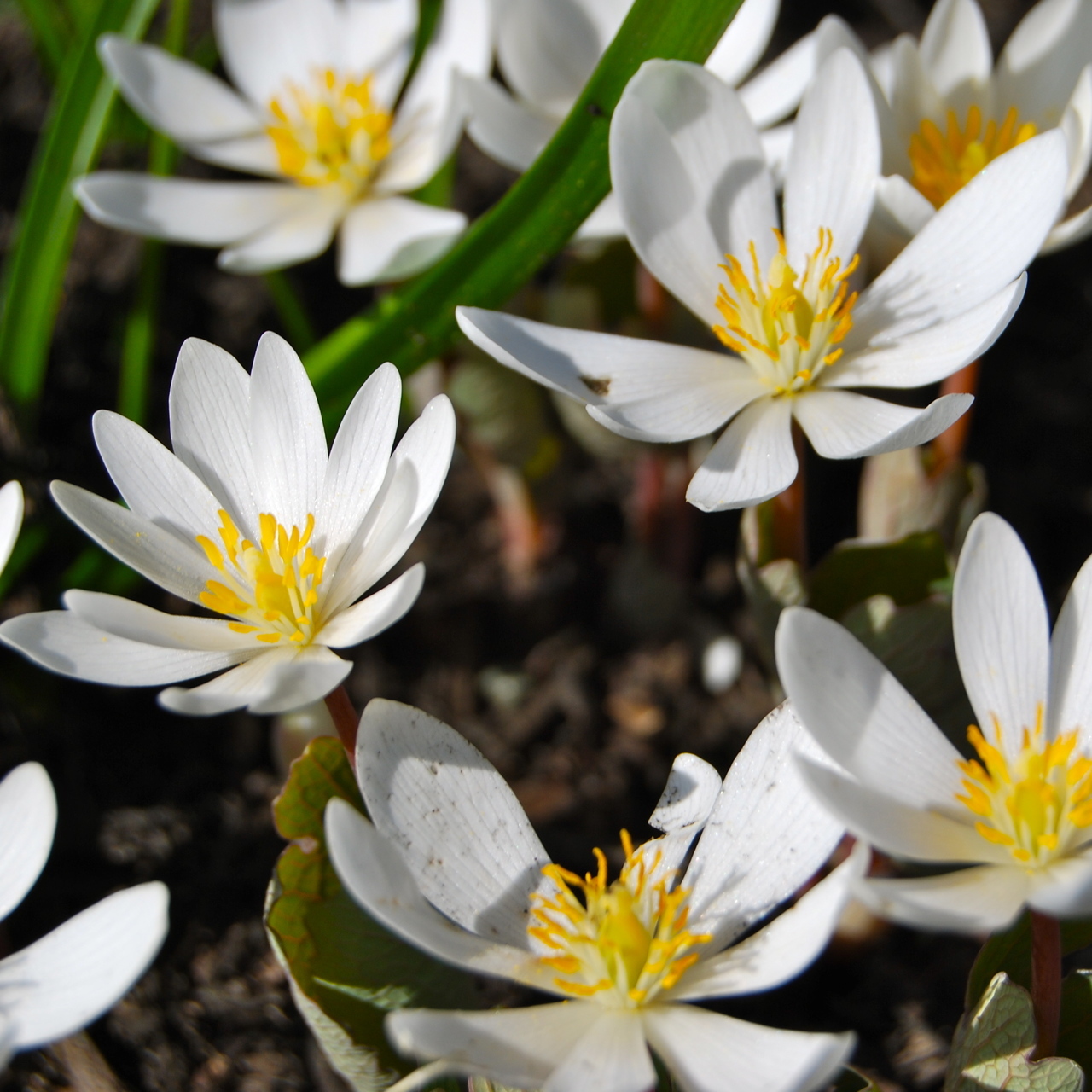 Bloodroot Plant in Bloom