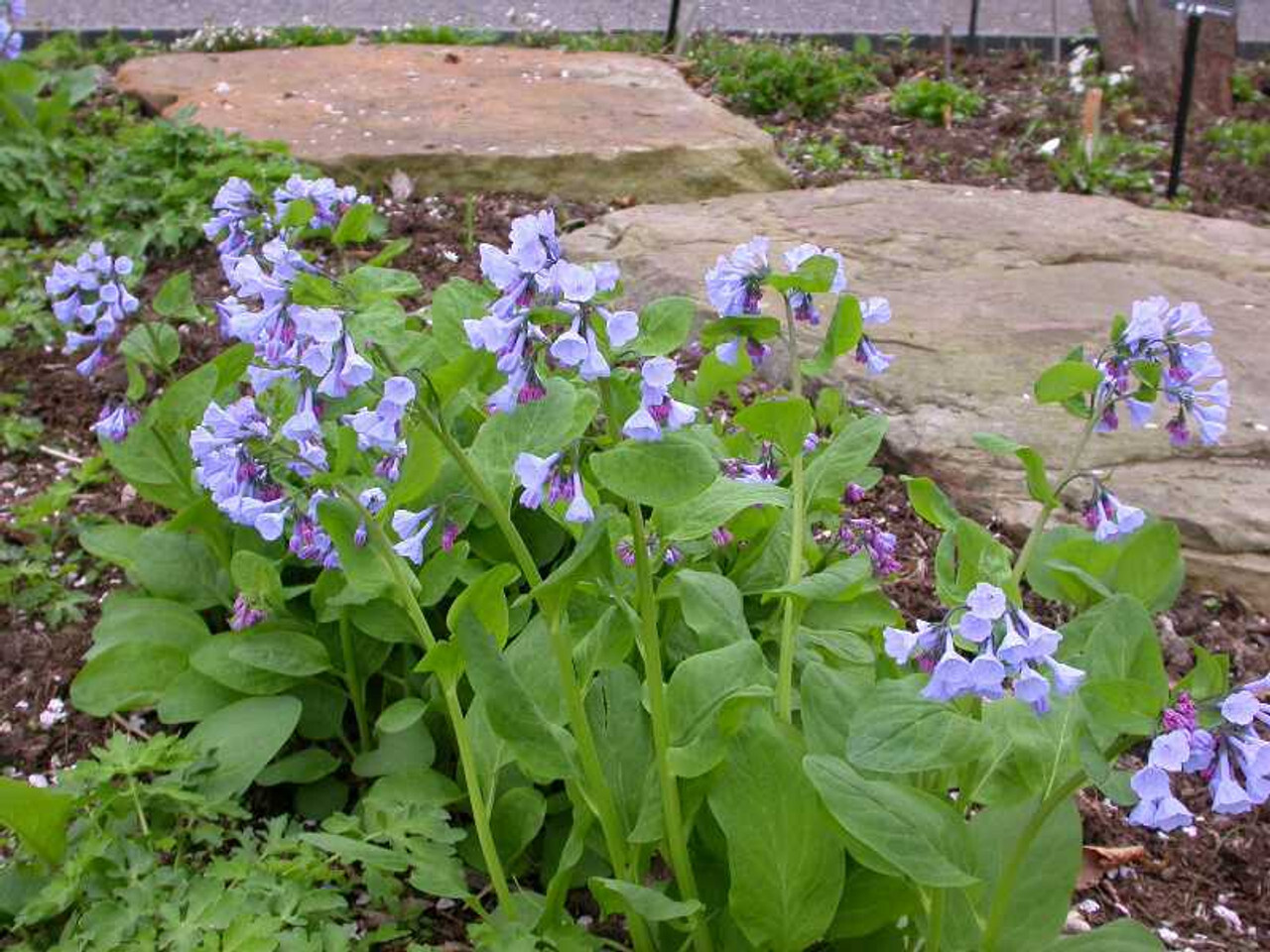 Native woodland garden with Virginia Bluebells and spring ephemirals.