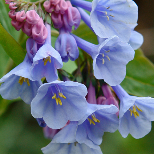 Virginia Bluebells