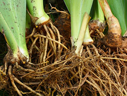 Bare Root Plants