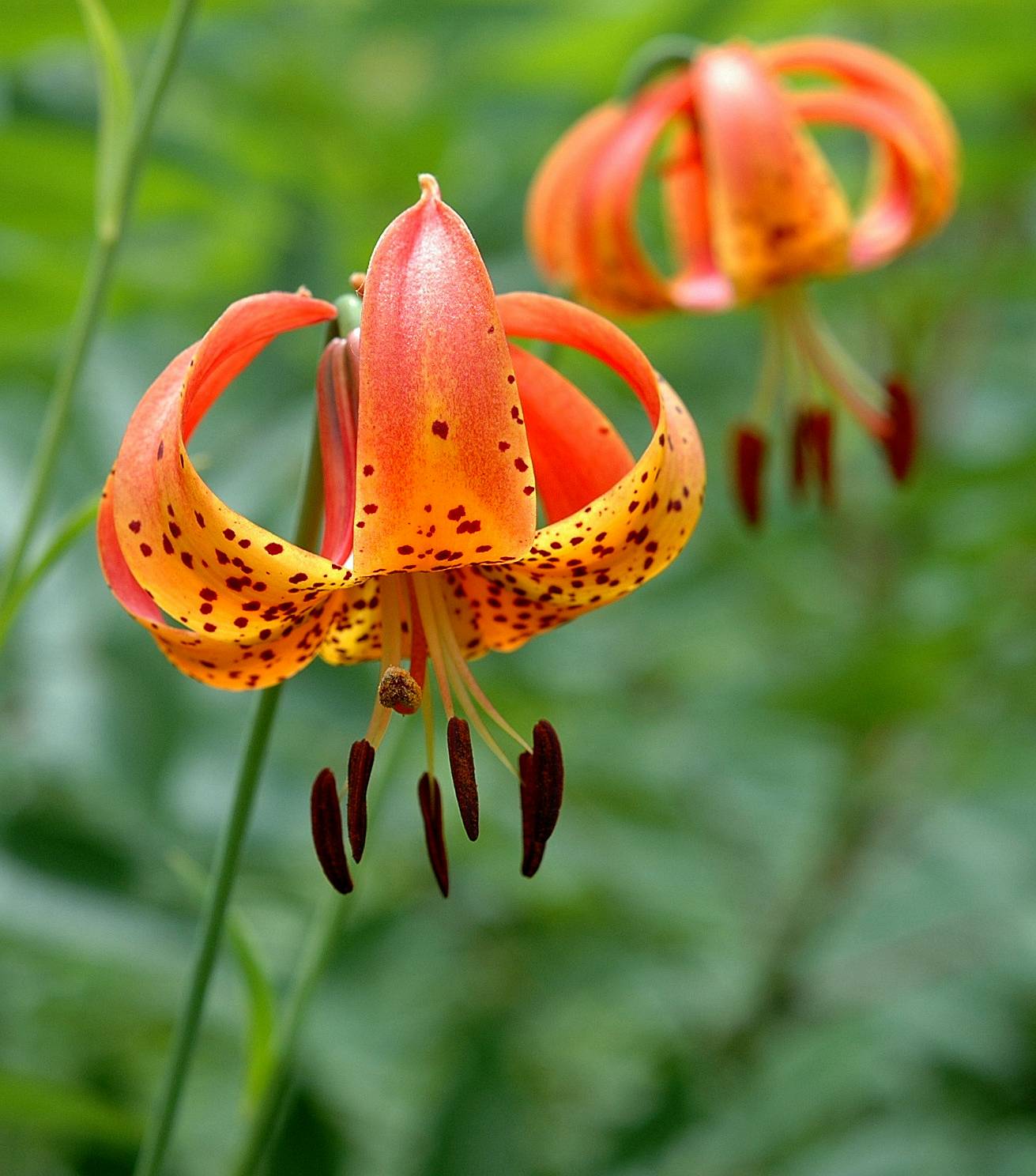 Turk Cap Lily