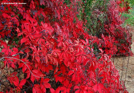 Virginia Creeper in Fall