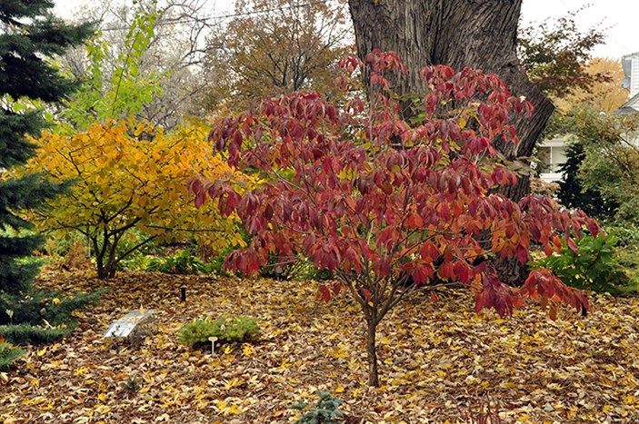 Fall Foliage Shrubs