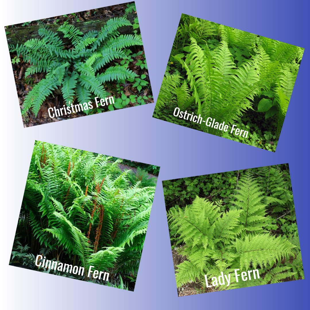 How to grow your own ferns - Native Wildflowers Nursery