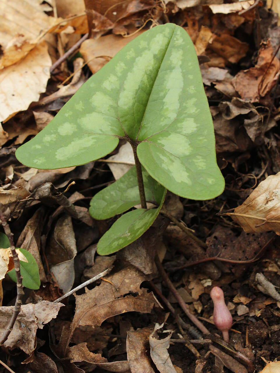 Evergreen Wild Ginger Plant