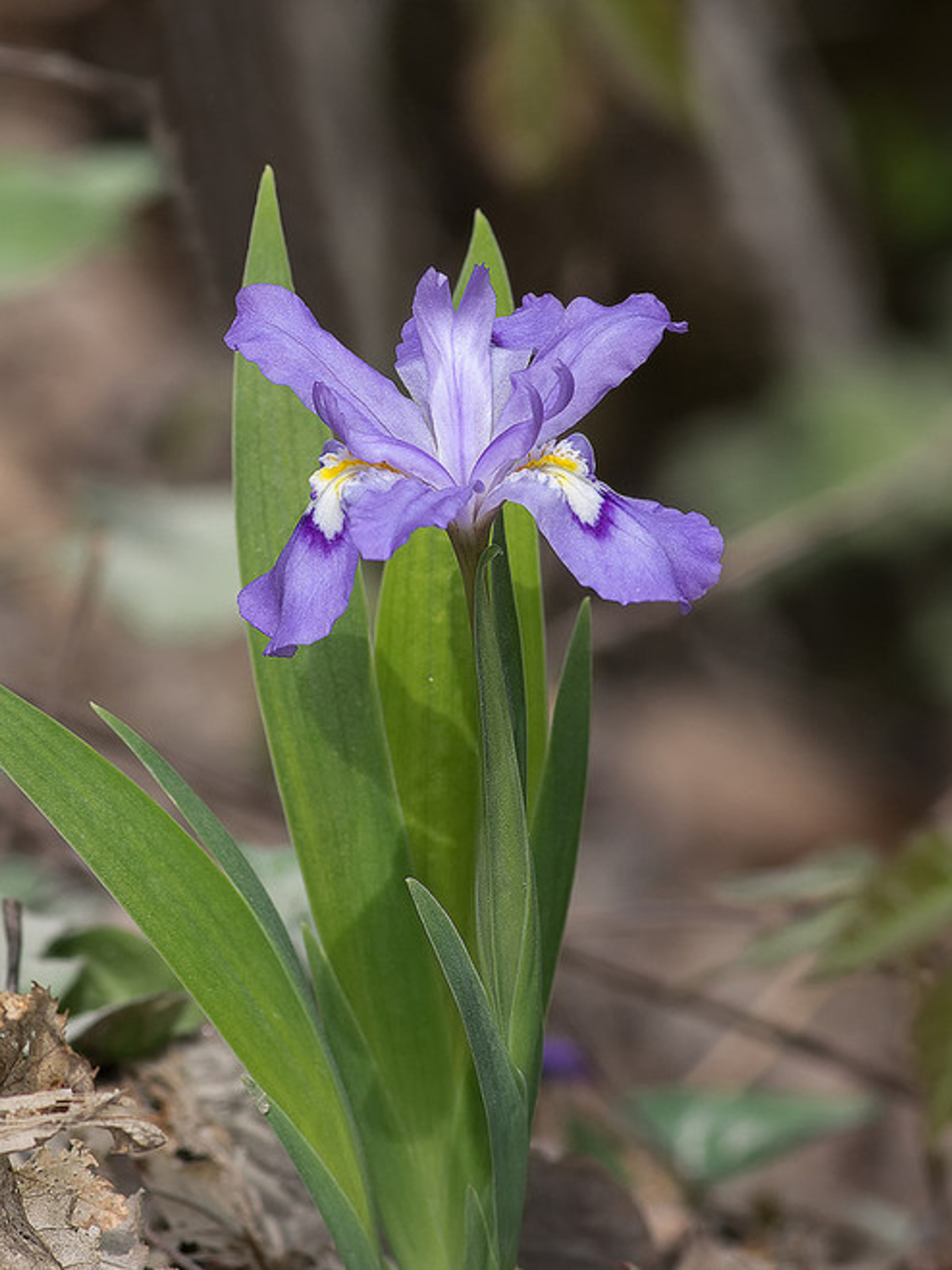 Iris Cristata