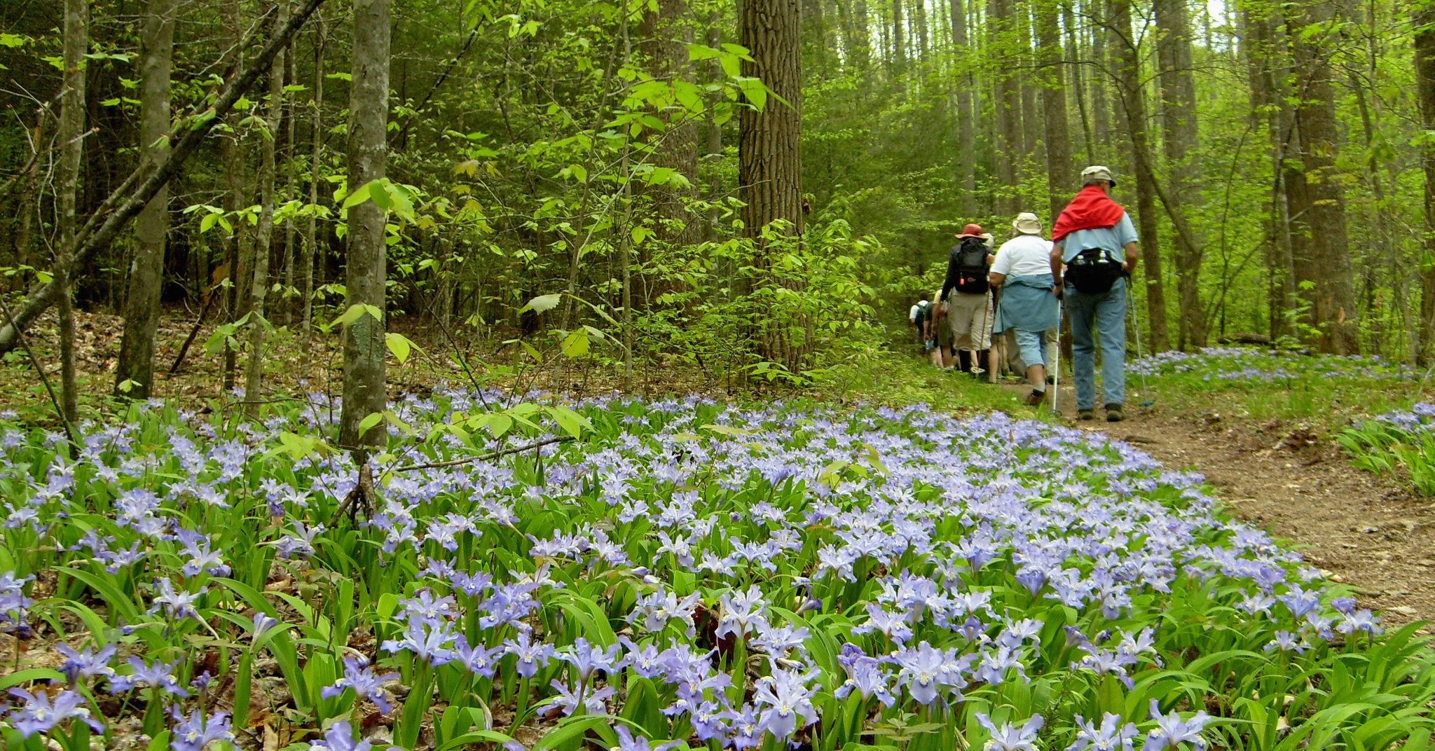 Dward crested iris Smokey Mountains