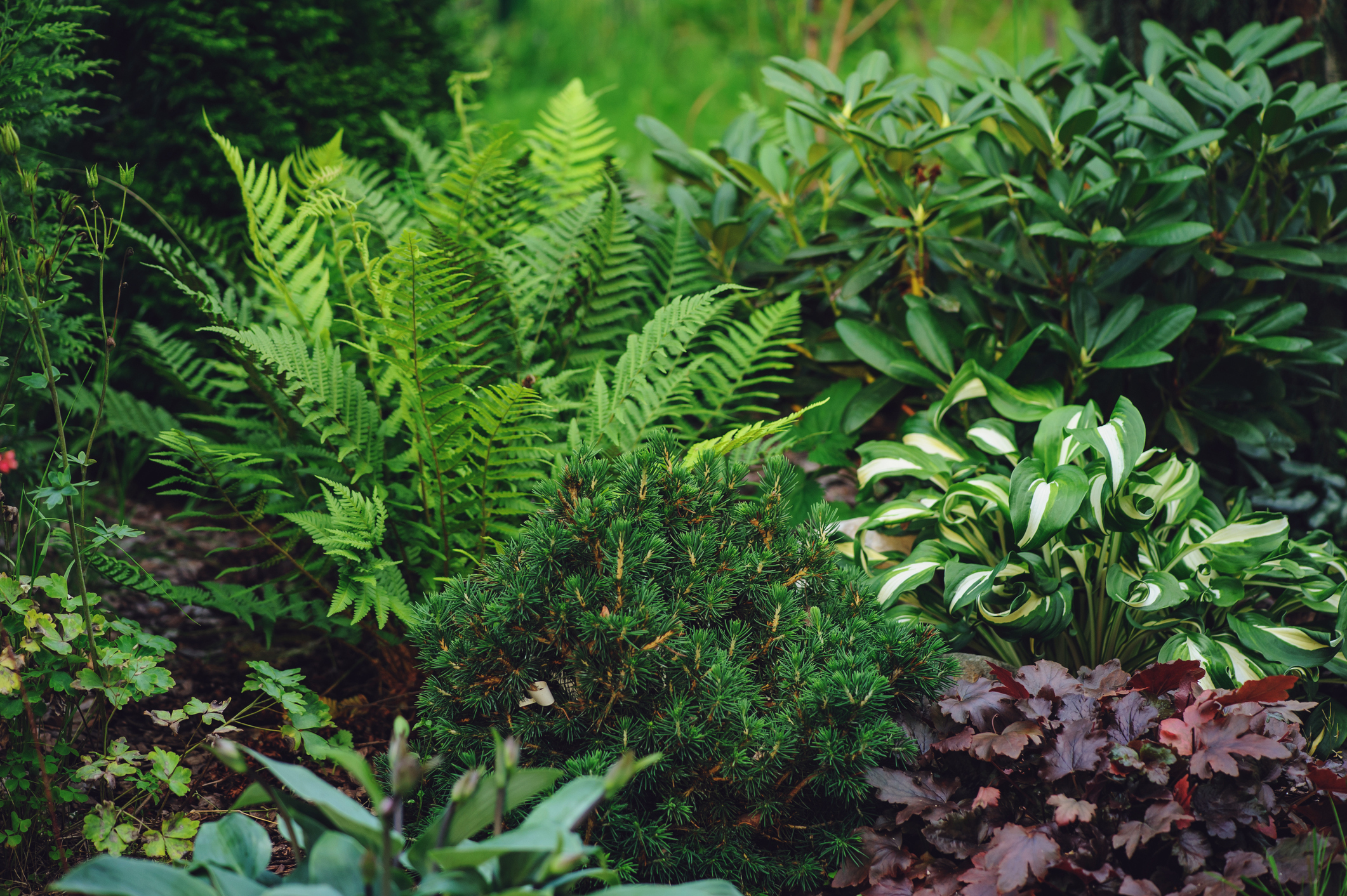 shaded garden