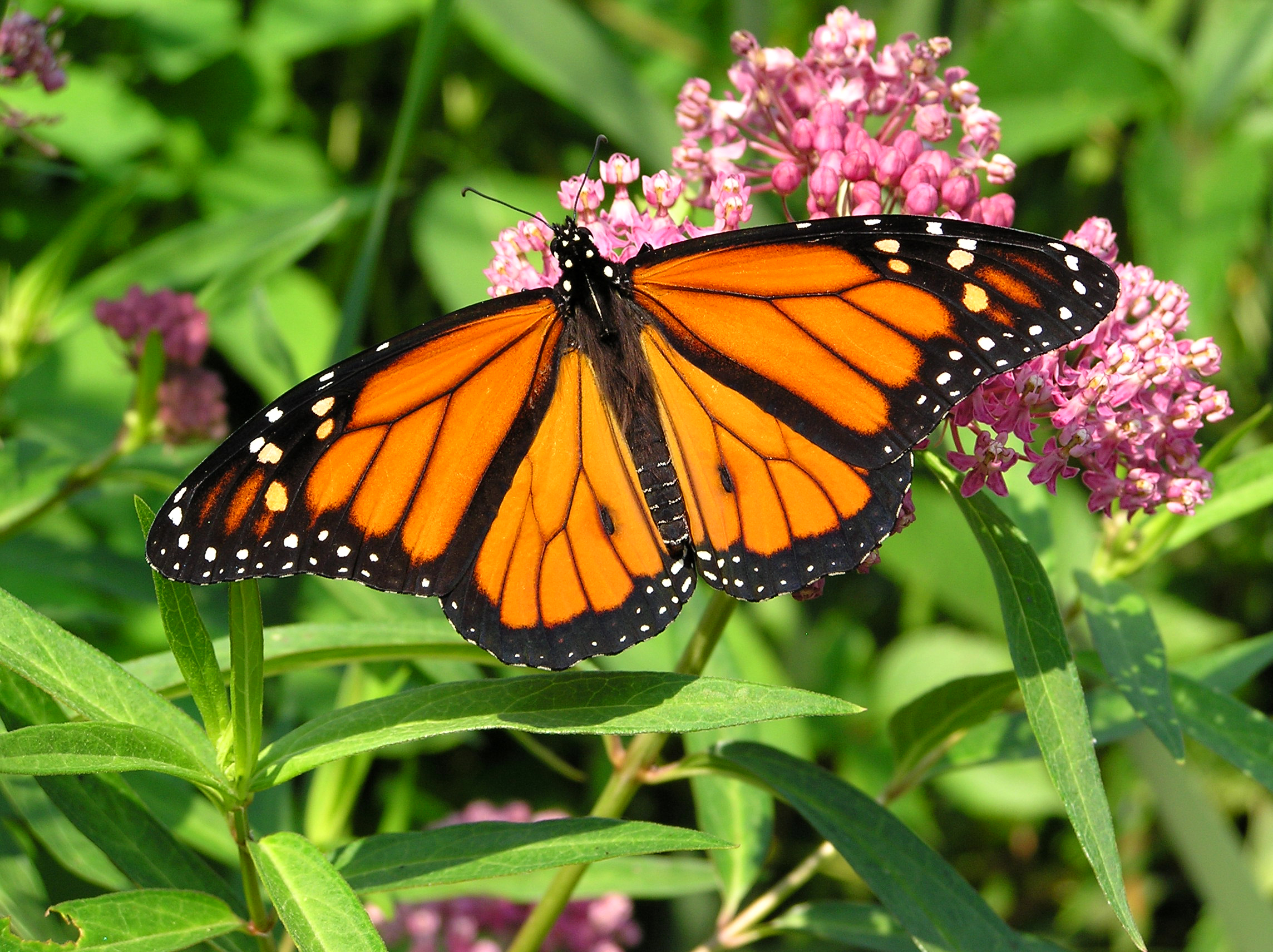 Monarch butterflies thrive on milkweed plants.
