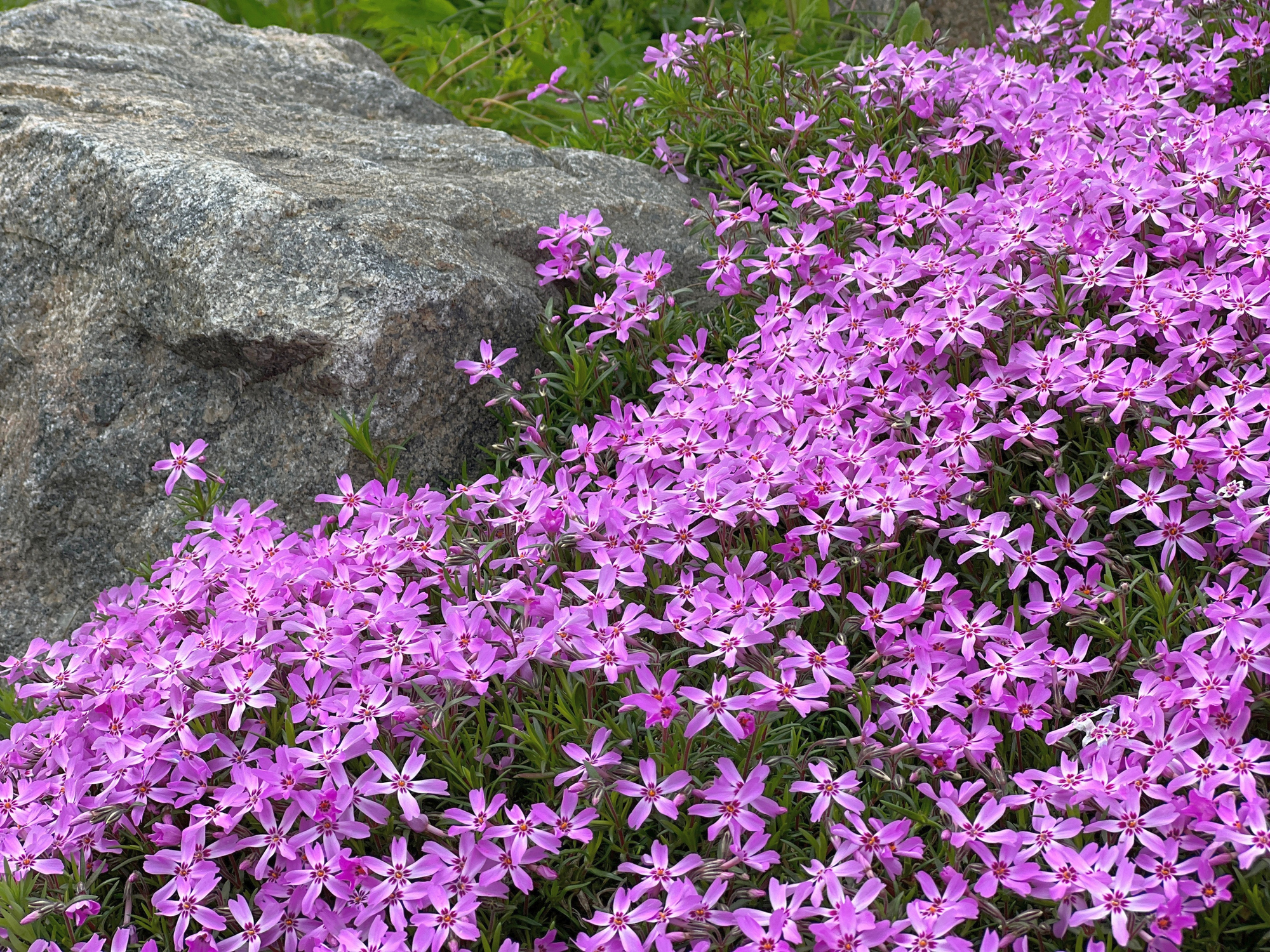 Creeping phlox growing on a rock