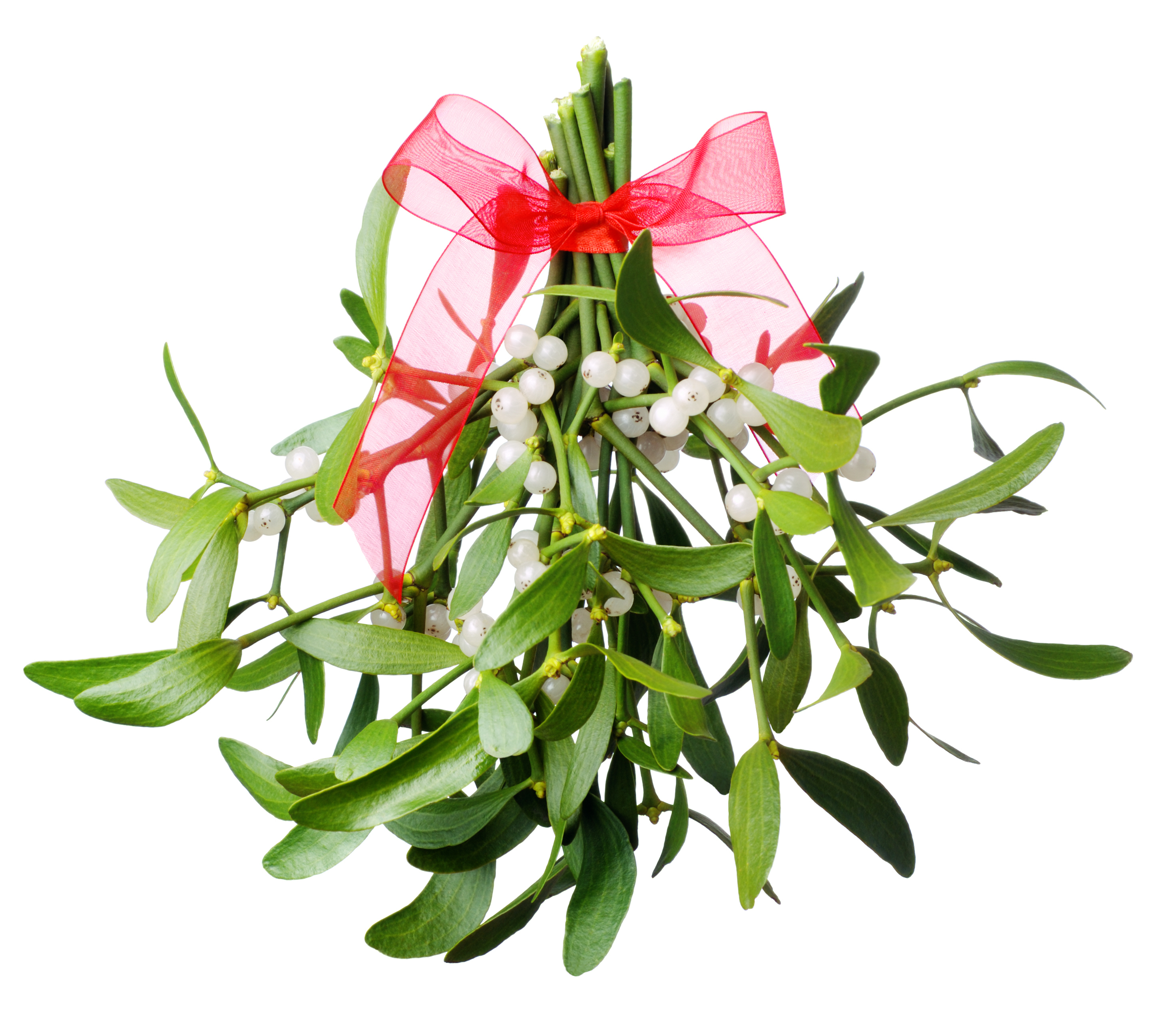 Live Mistletoe Red Bow