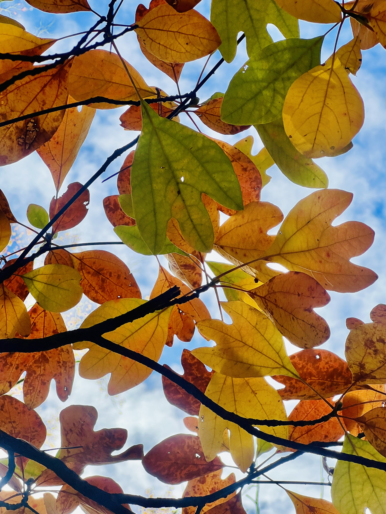 sassafras tree fall foliage