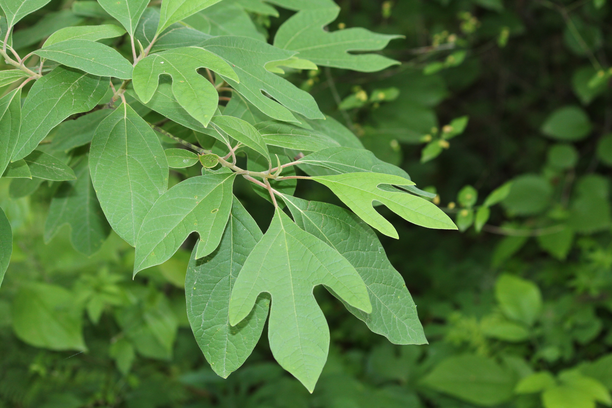 Sassafras tree leaves in Summer