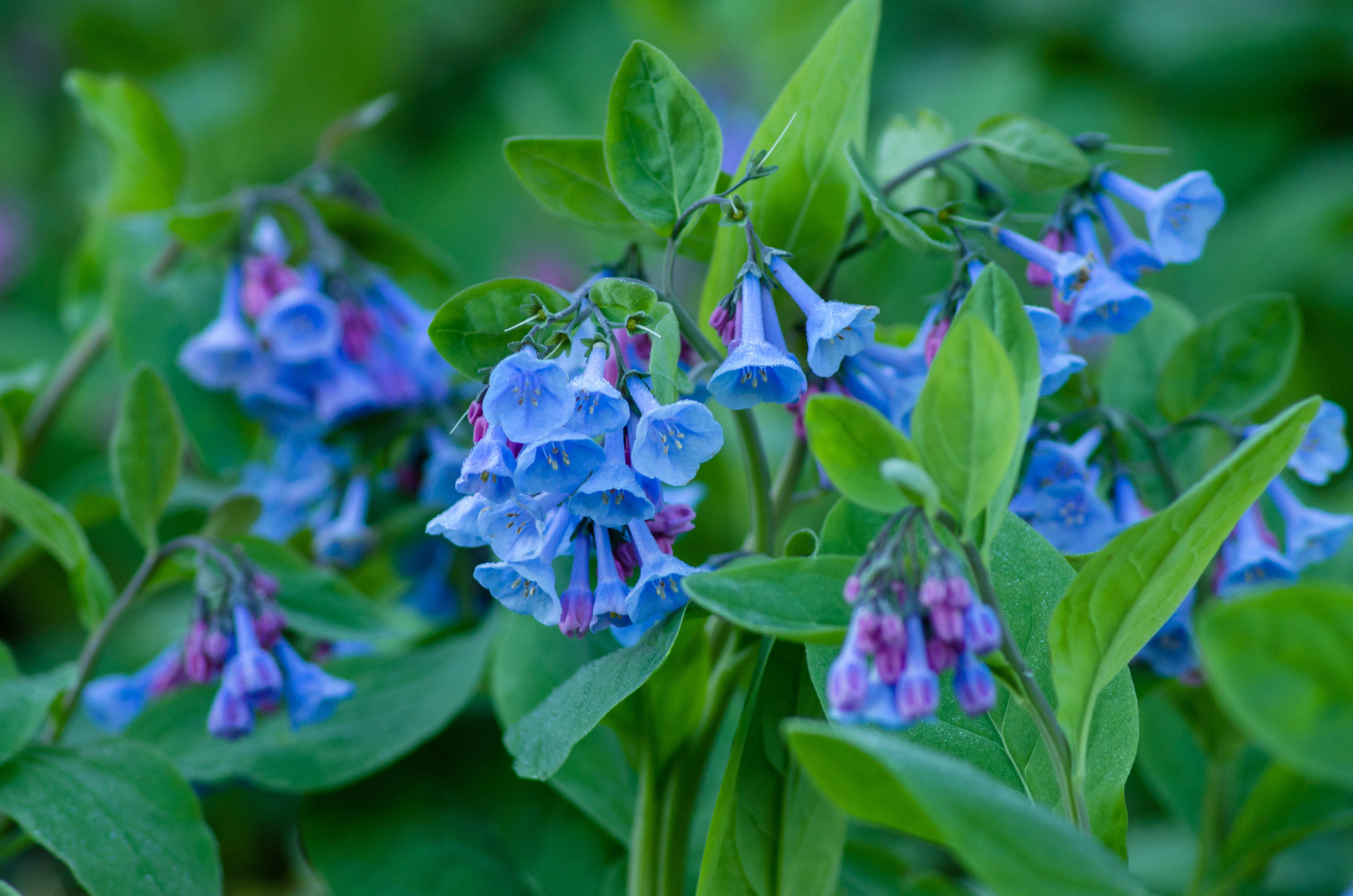 Virginia Bluebells are early spring blooming perennials.