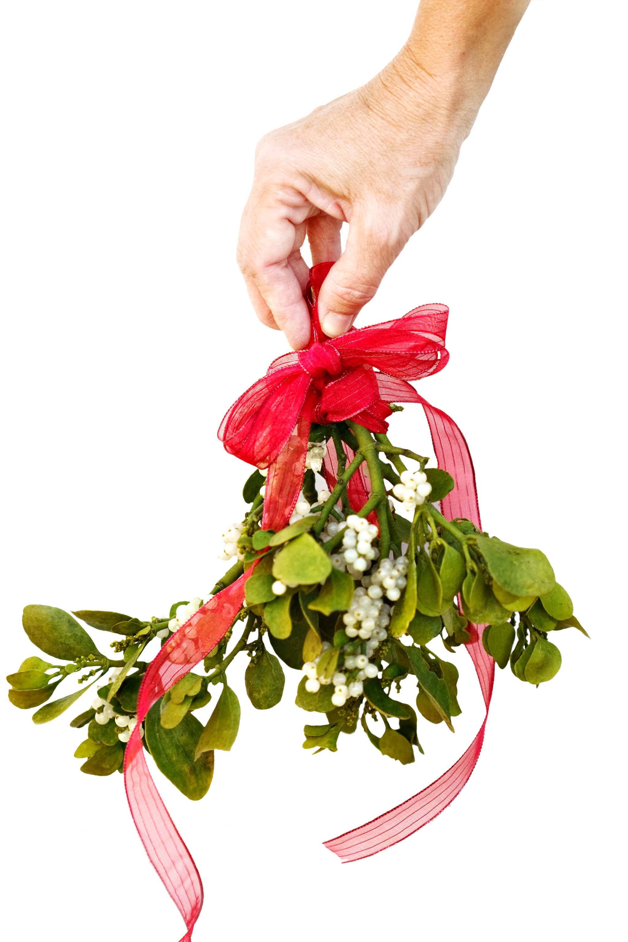 real mistletoe real mistletoe for sale