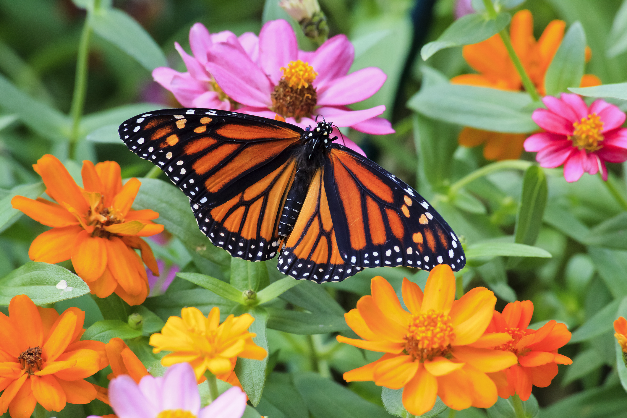 Monarch butterfly lands on zinnias.
