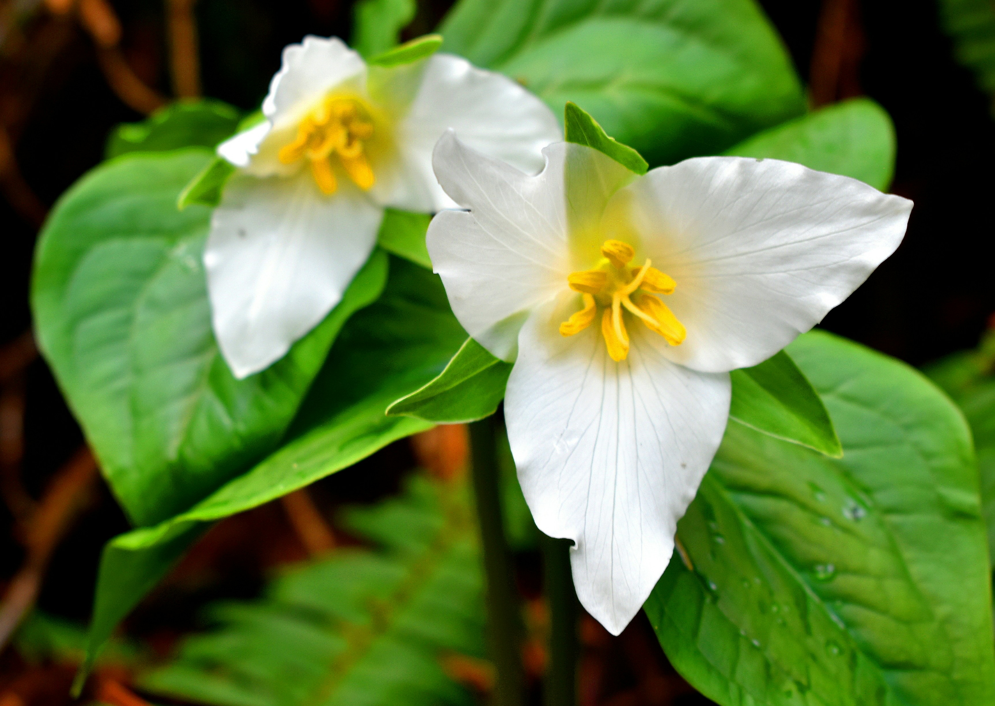 White Trillium Grandiflorum