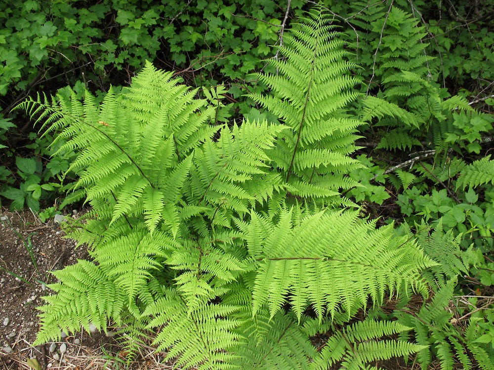 Lady Fern