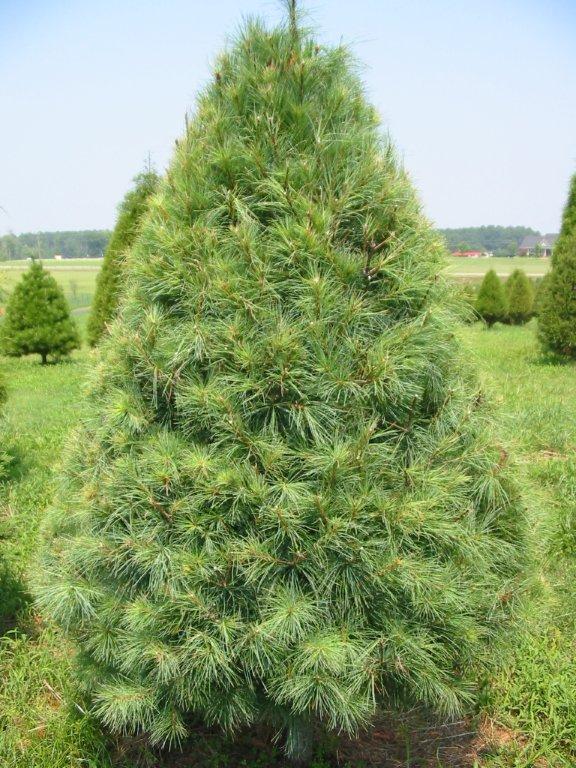 Virginia Pine Christmas Tree