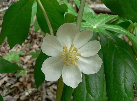 Mayapple Plant