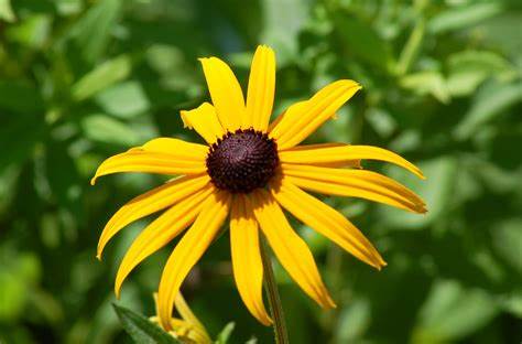 Black eyed susan