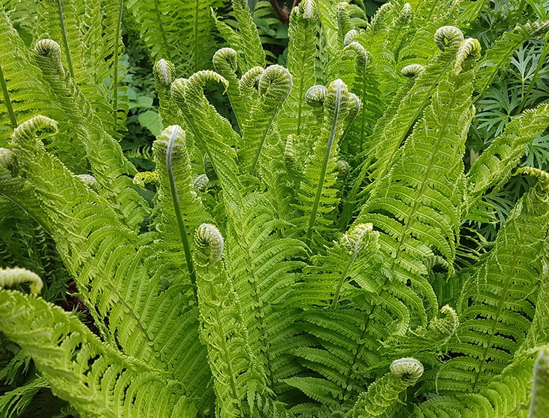 Ostrich ferns