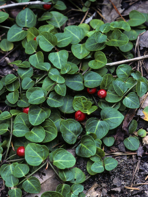 Partridge Berry Plants