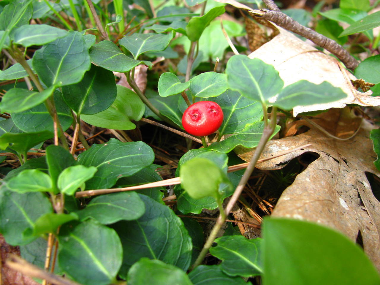 Mitchella Repens