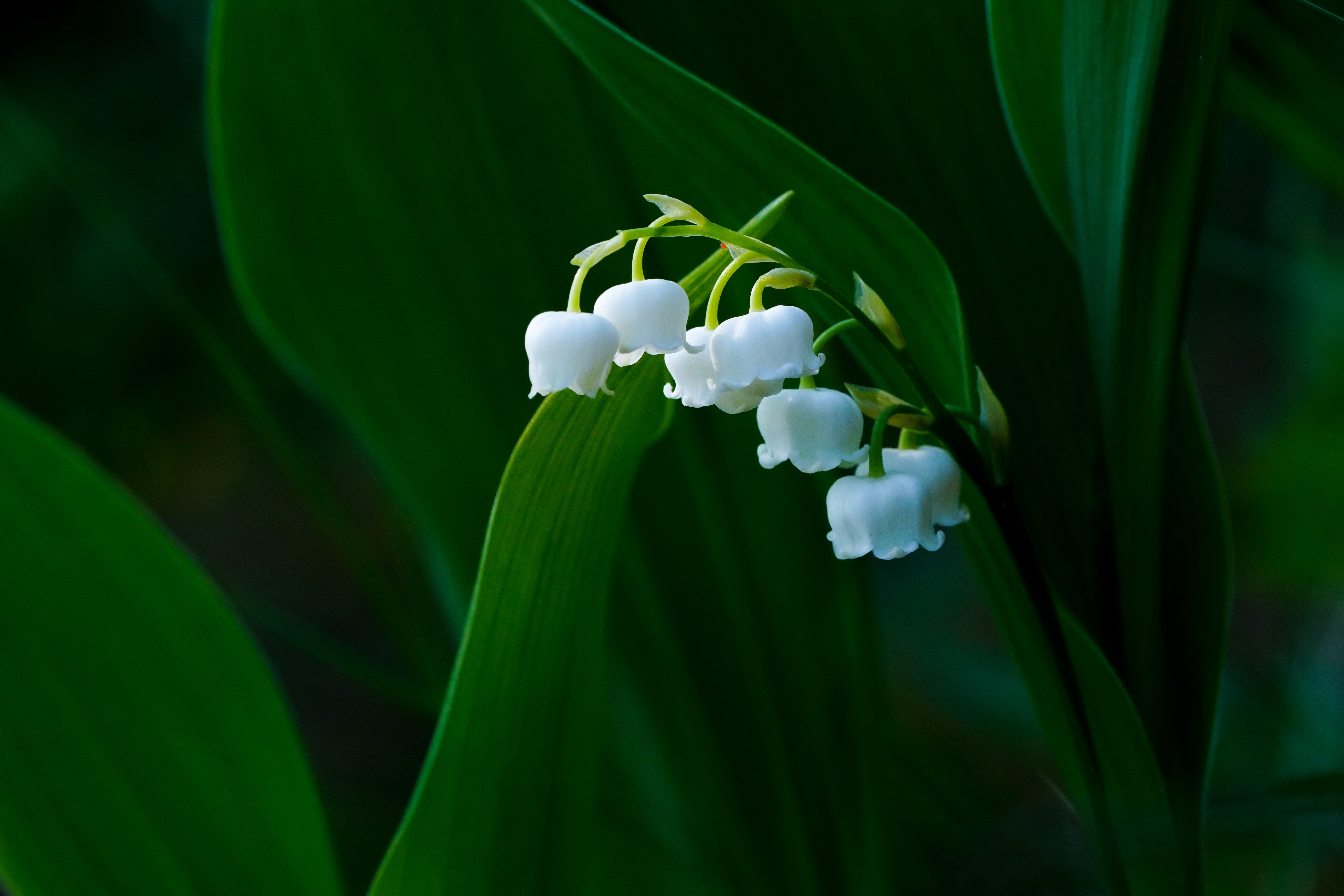 Lily of the Valley