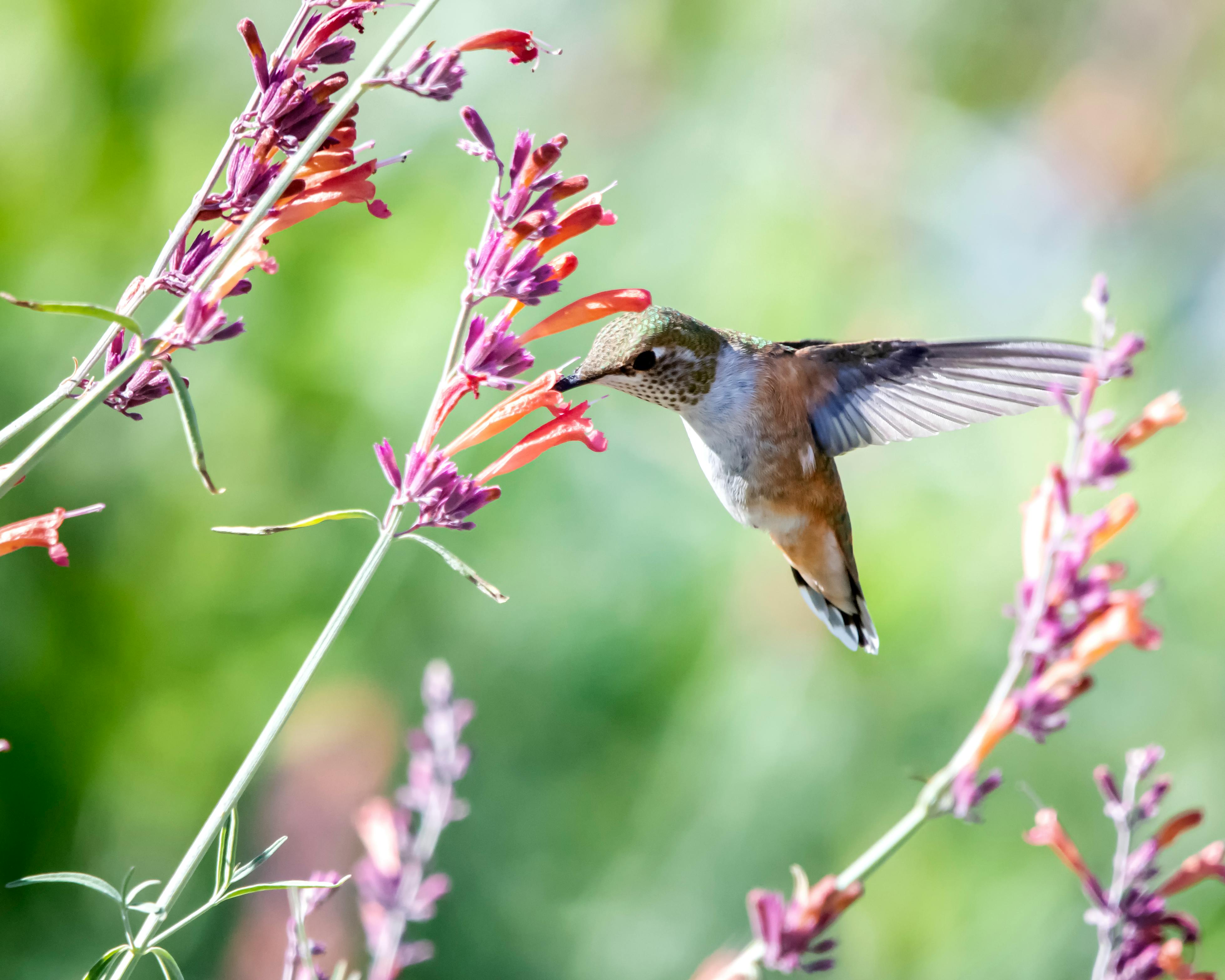 Hummingbird pollinating