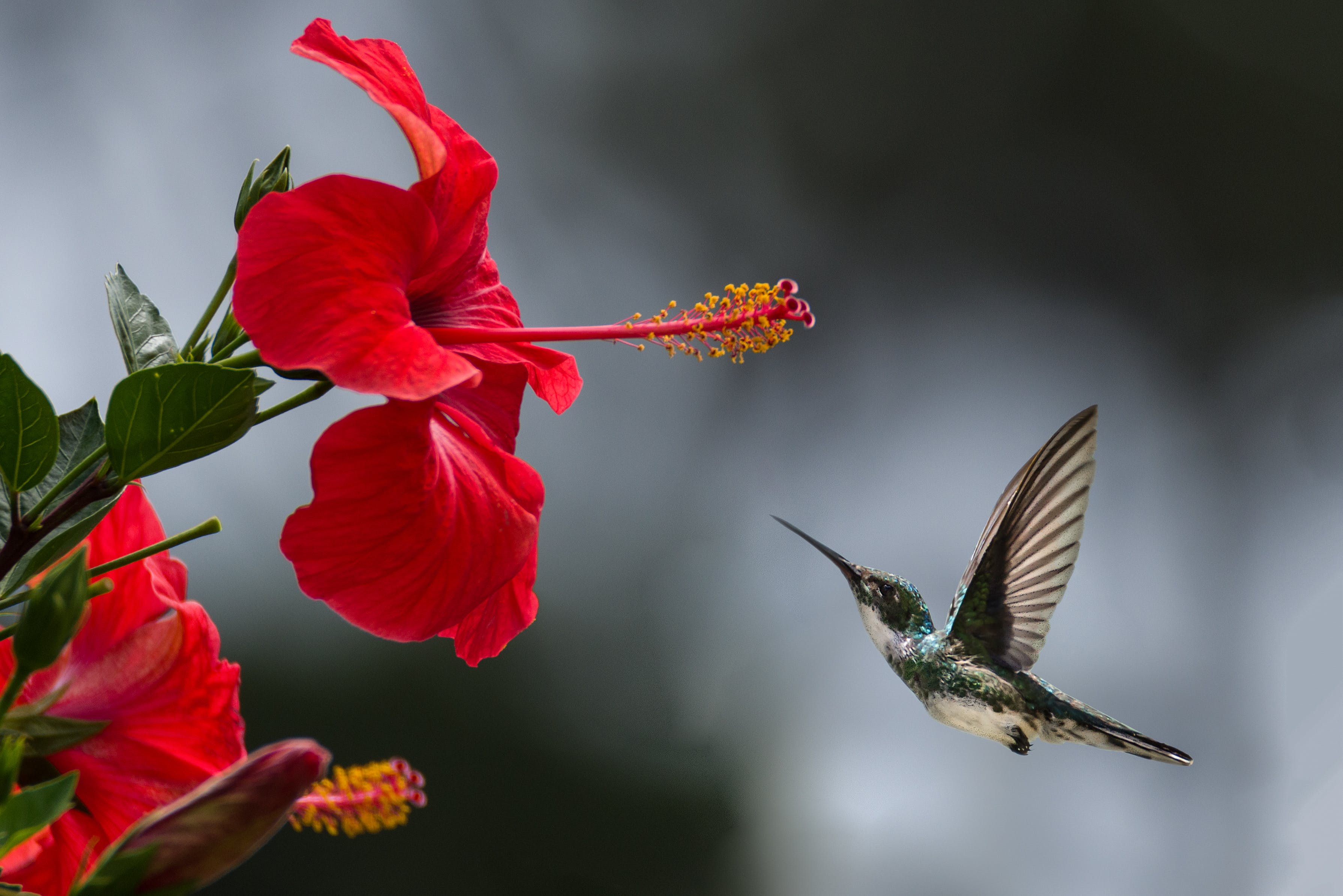 Hummingbird feeding