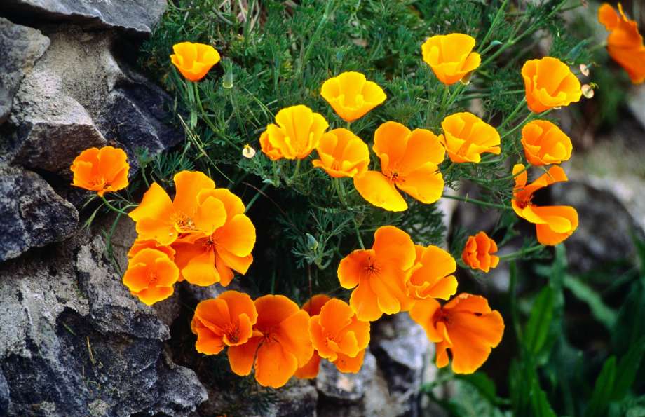 Poppy Flowers