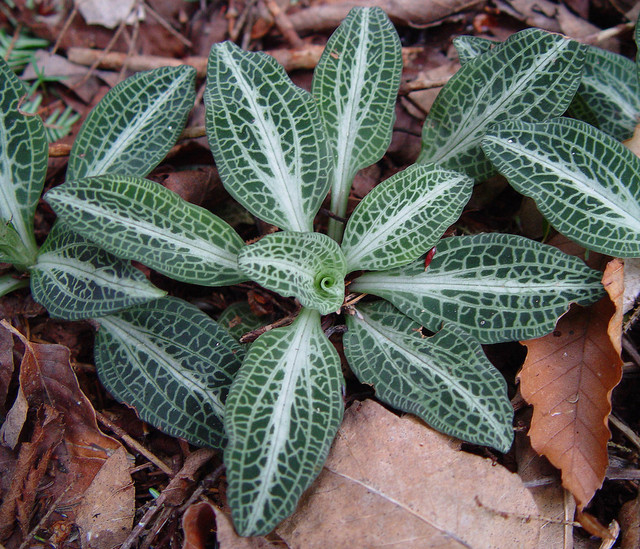 Rattlesnake Plantain