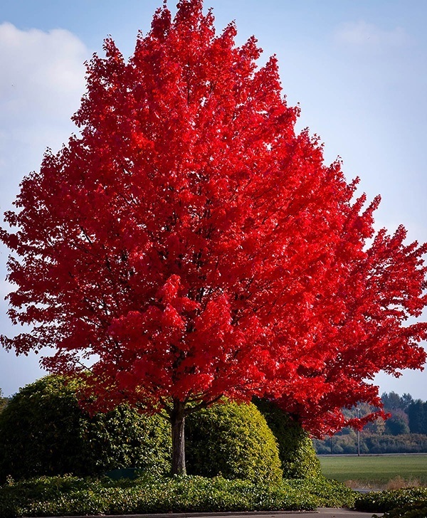 Red Maple Fall Foliage