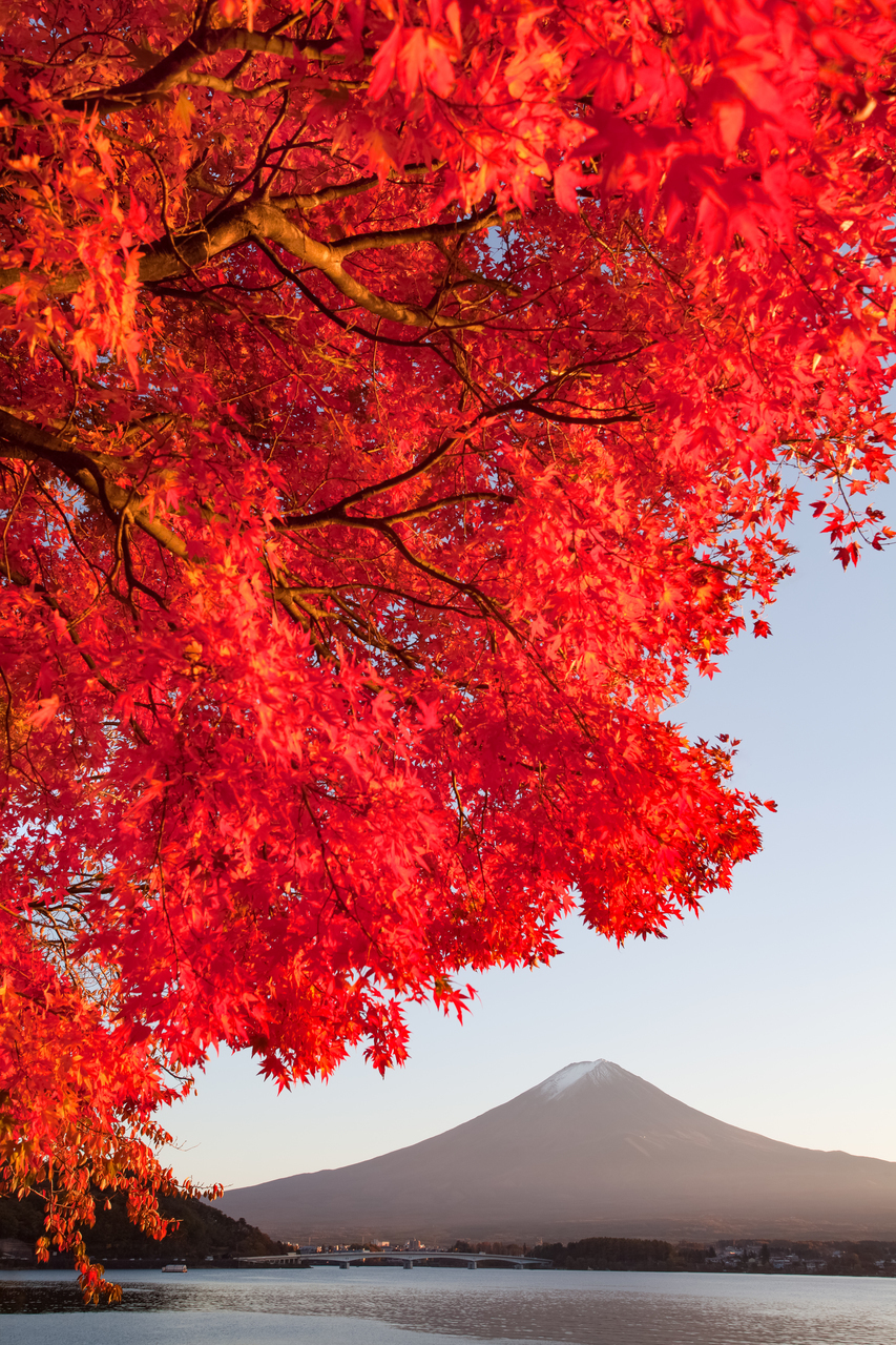 Red Maple Tree