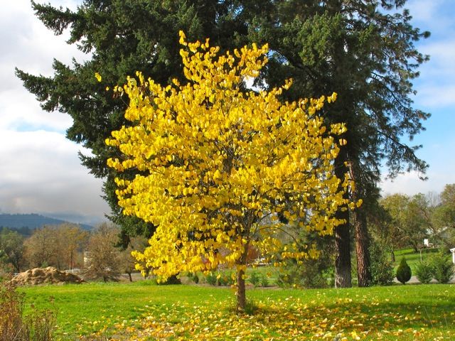 Beautiful Fall Trees