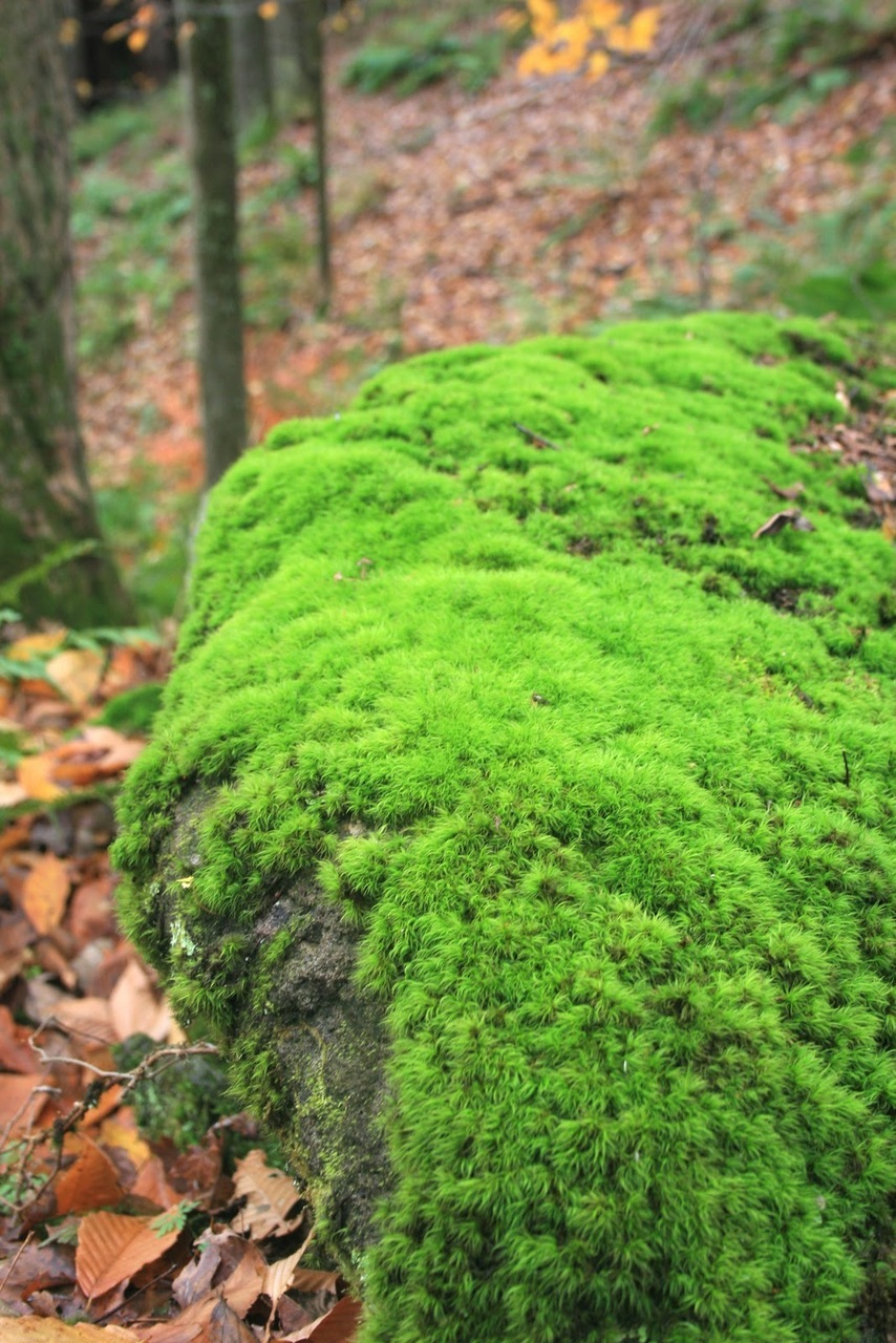 Growing moss in the woodland garden — FERNS & FEATHERS