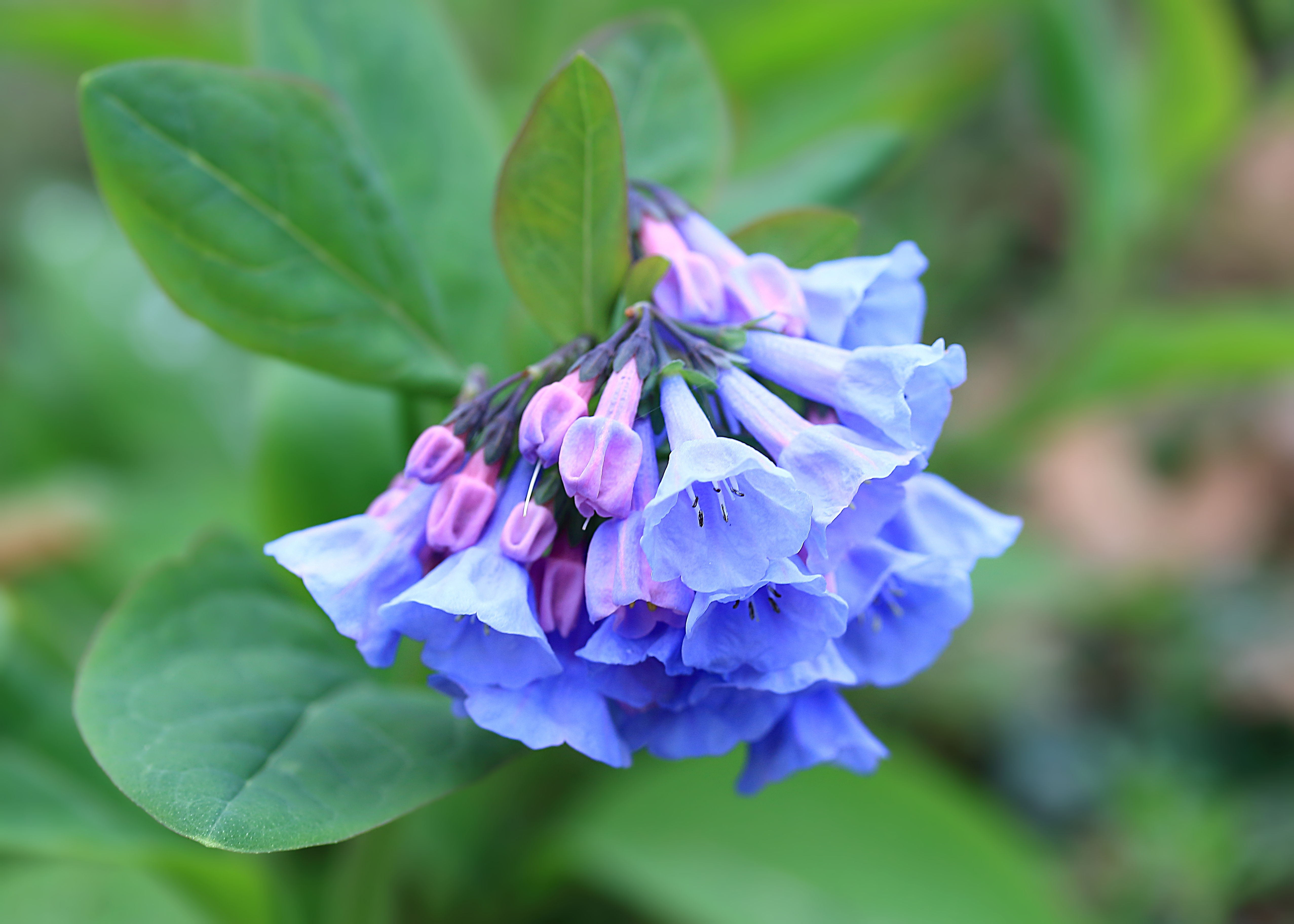 Virginia Bluebells - Mertensia Virginica