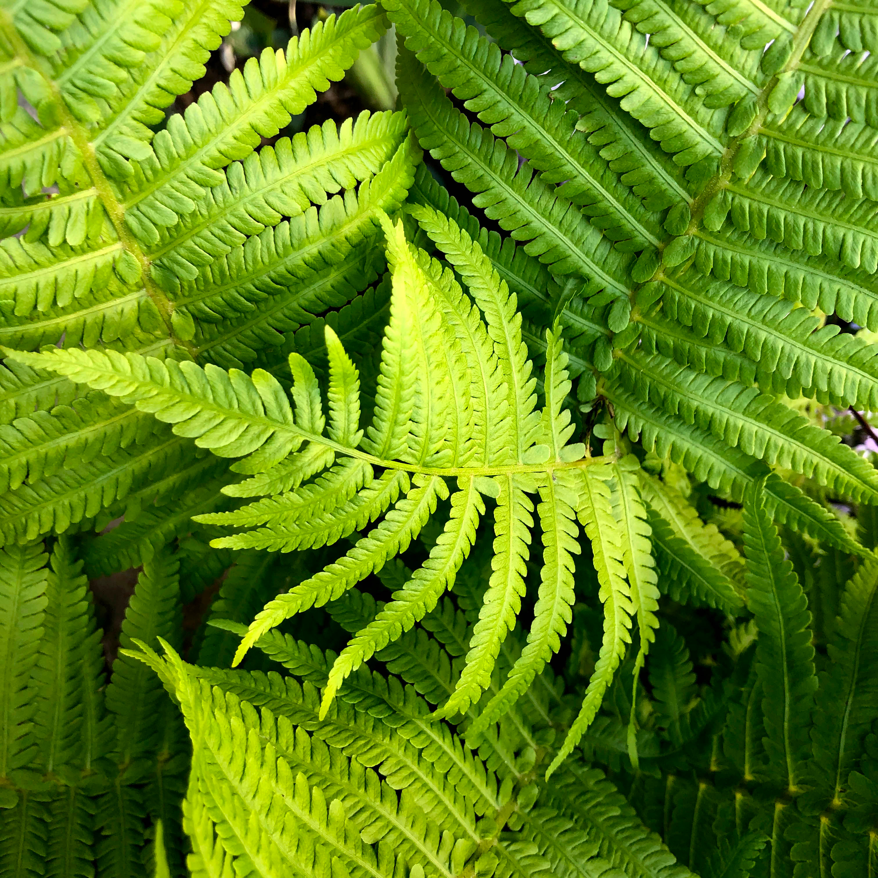 Native Ferns for sale