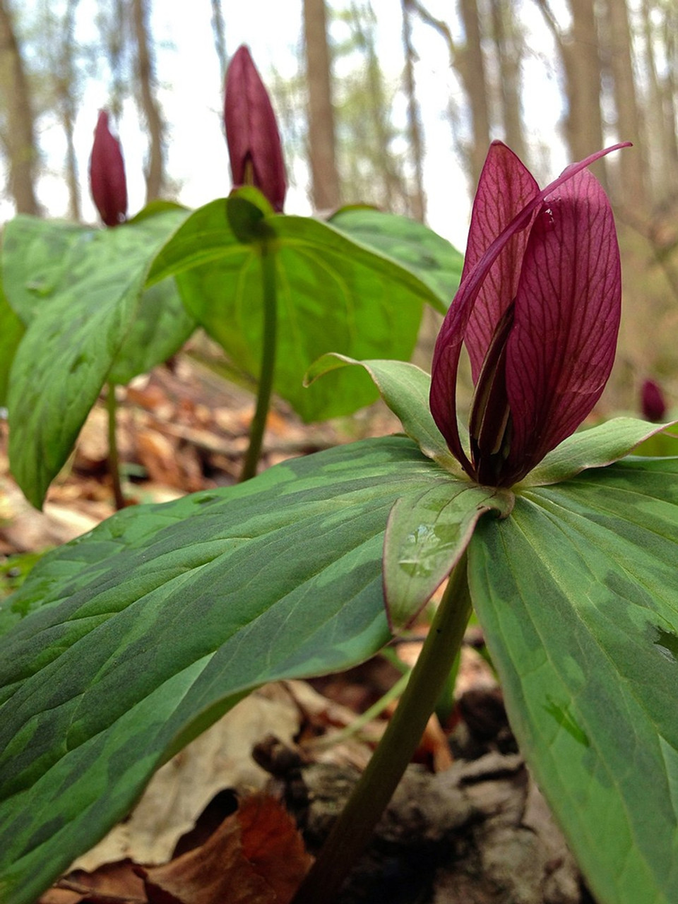 Sweet Betsy Trillium