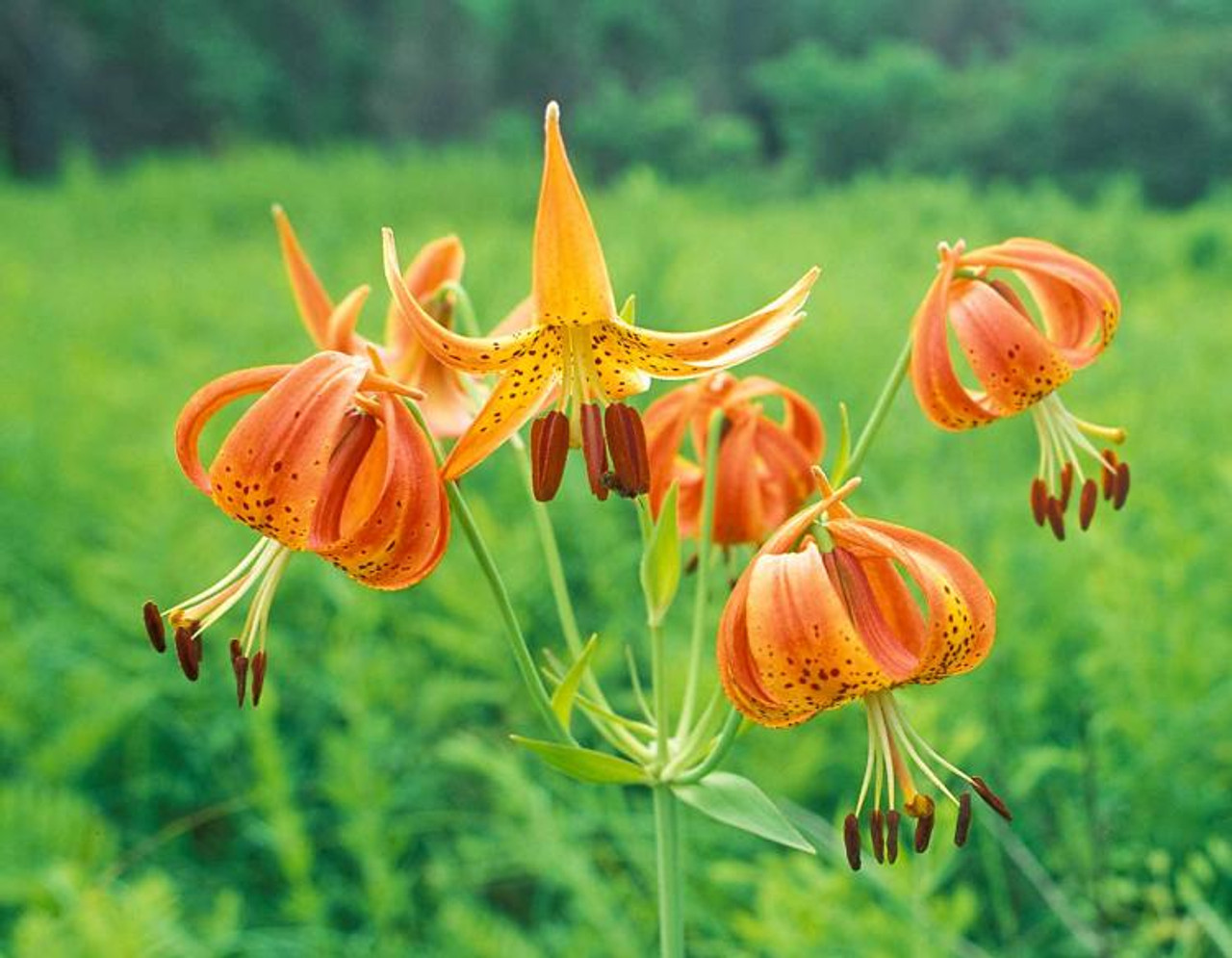 Turk's Cap Lily