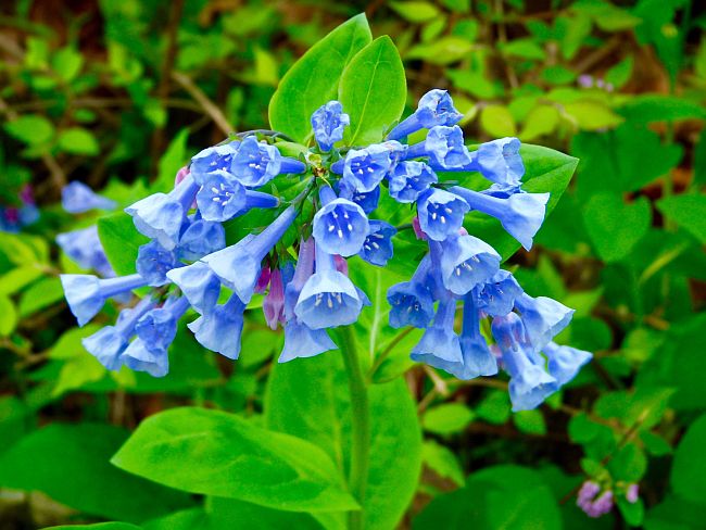 Virginia bluebells are native woodland ephemerals. 